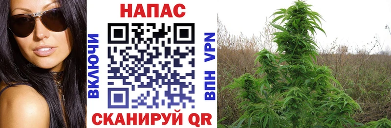 Шишки марихуана марихуана  omg   Щёкино 